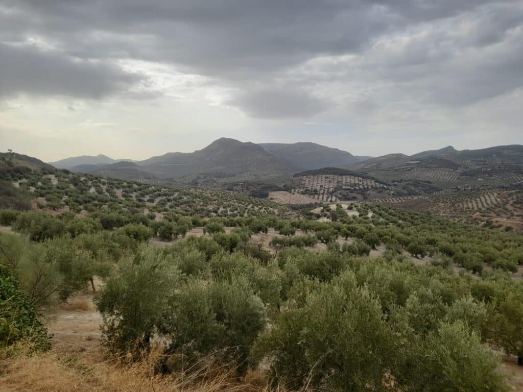Olive tree groves
