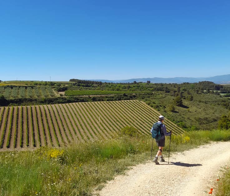 A pilgrim walking through the Navarra wine region 