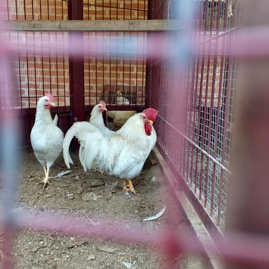 The chickens at the Fraternity's quarters. Santo Domingo de la Calzada – Burgos 