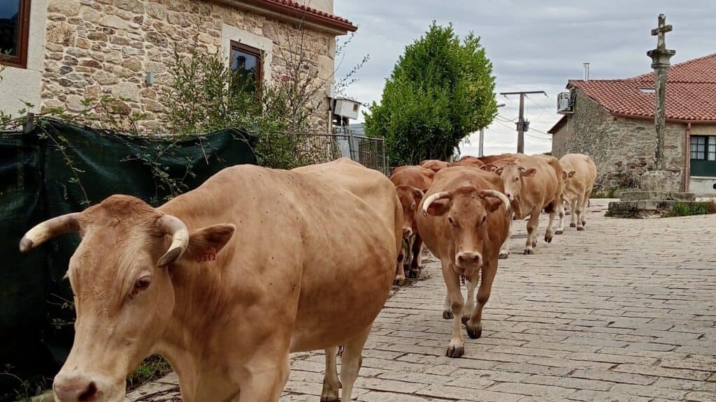 Camino cows. Galicia – Santiago de Compostela